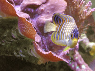 Pygoplites diacanthus