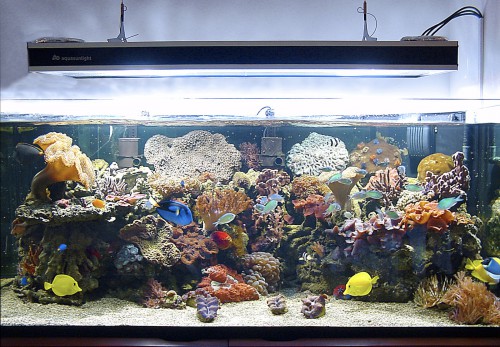 Illuminazione in un acquario marino