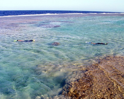 Nuotare con maschera e pinne in un acquario naturale