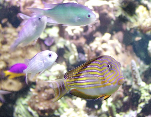 Acanthurus lineatus