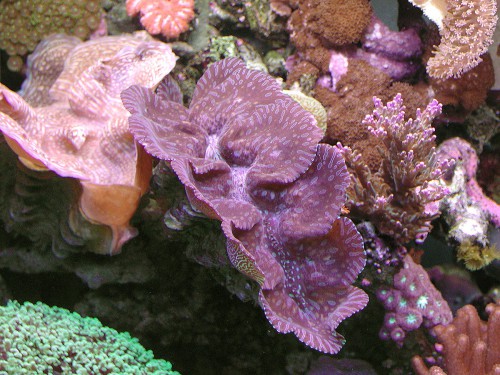 Tridacna maxima