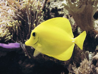 Zebrasoma flavescens