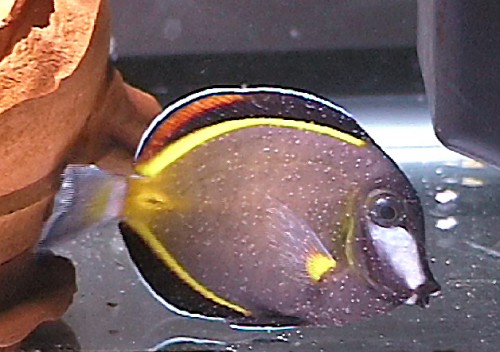 Cryptocaryon irritans - Acanthurus japonicus