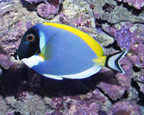 Acanthurus leucosternon