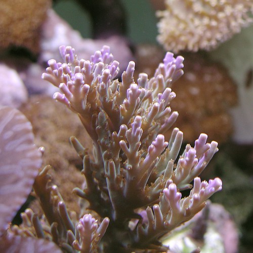 Riprodurre coralli - Acropora nasuta