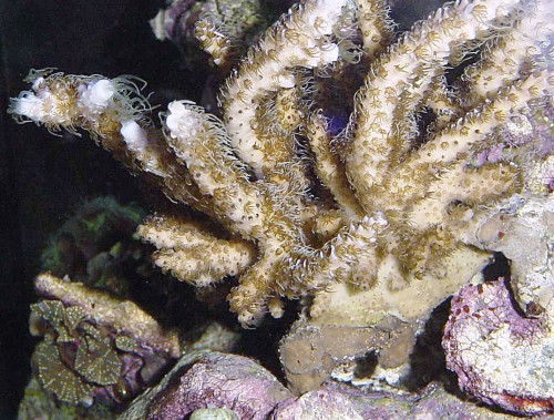 Nutrire i coralli - Acropora sp.