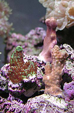 Riprodurre coralli - Acropora sp.