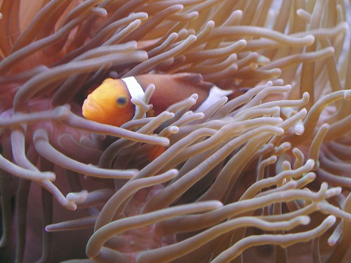 Amphiprion ocellaris