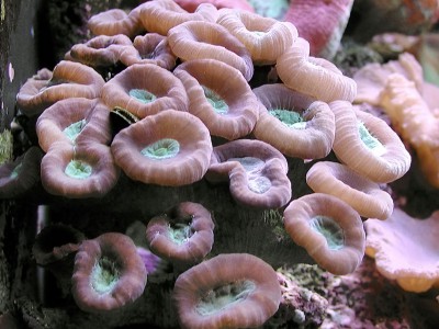 Caulastrea furcata
