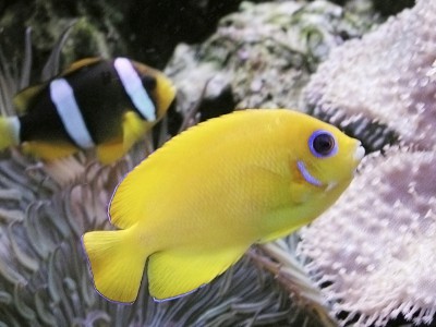 Centropyge flavissimus