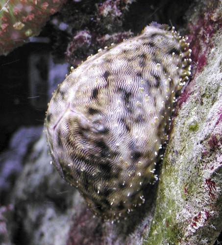 Predatori di invertebrati - Cypraea tigris