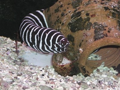 Gymnomuraena zebra