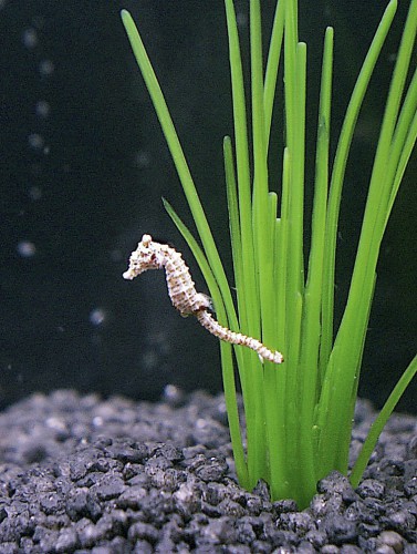 Cavallucci marini: Hippocampus zosterae un minuscolo cavalluccio pigro ma affascinante