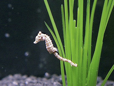 Cavallucci marini: Hippocampus zosterae un minuscolo cavalluccio pigro ma affascinante