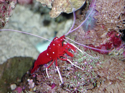 Lysmata debelius