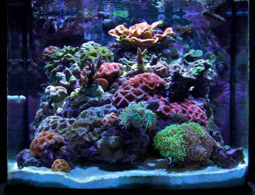 Nano-reef una sfida possibile