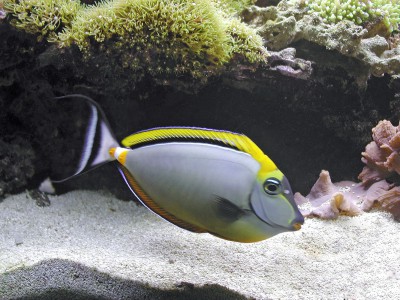 Naso lituratus