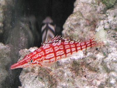 Oxycirrhites typus