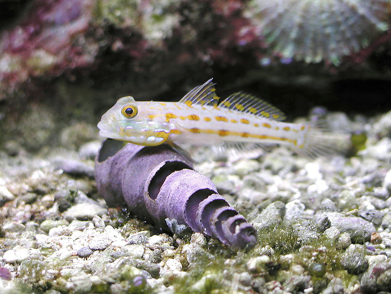 Gobies For Freshwater And Brackish Tanks