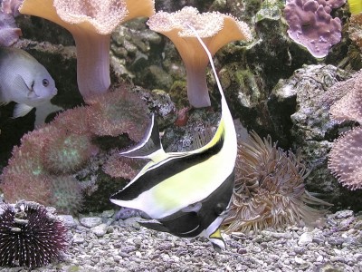 Zanclus cornutus
