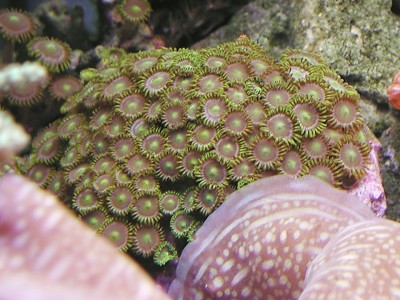 Zoanthus spp.