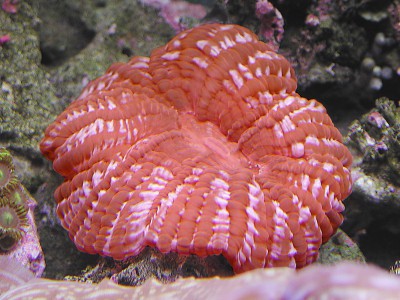 Cynarina lacrymalis