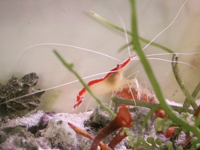 Lysmata amboinensis