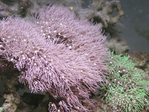 Pachyclavularia violacea