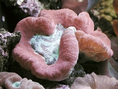Trachyphyllia geoffroyi